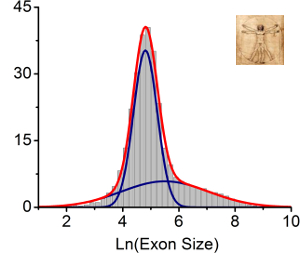 Exon Distribution Statistics HS